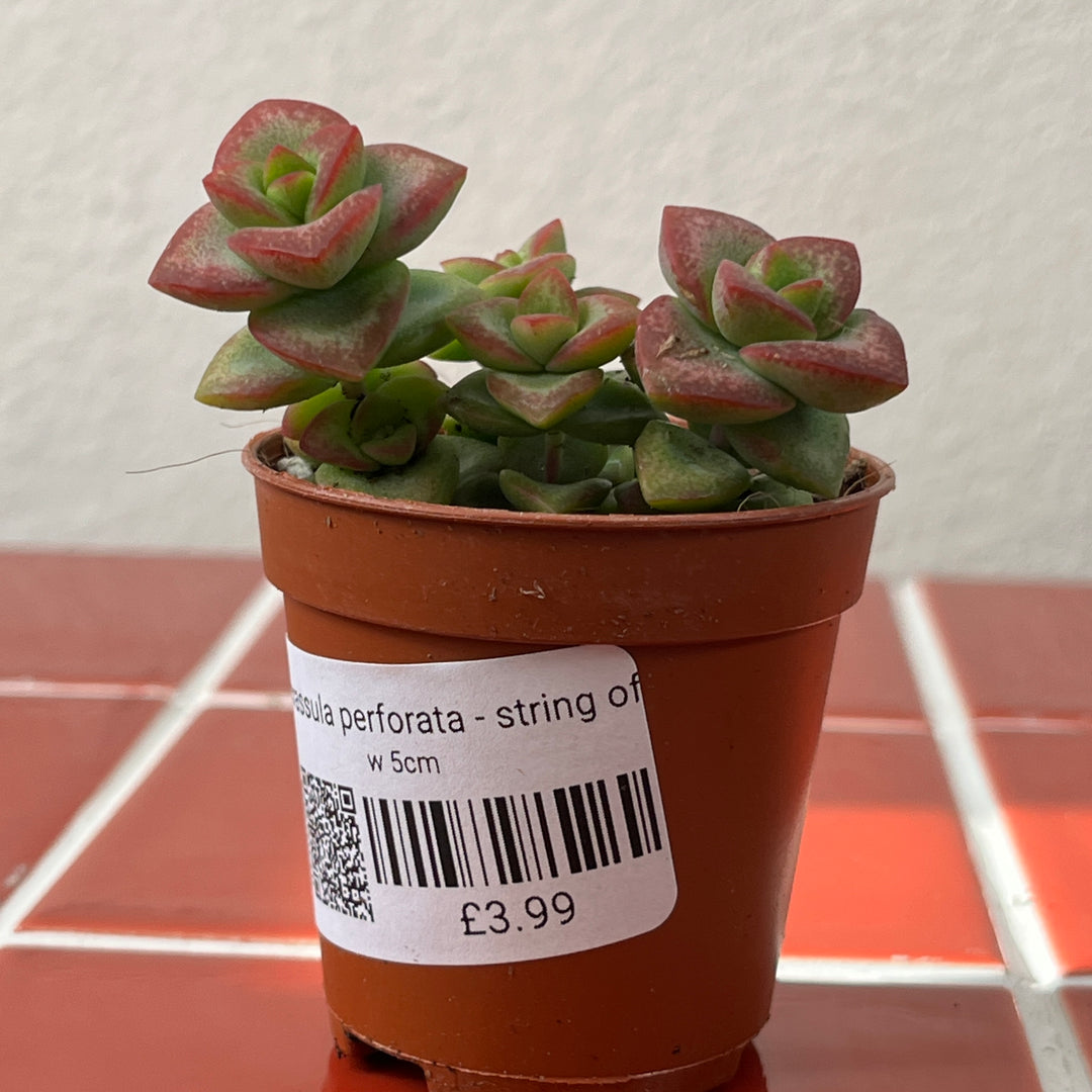 Crassula perforata - String of buttons