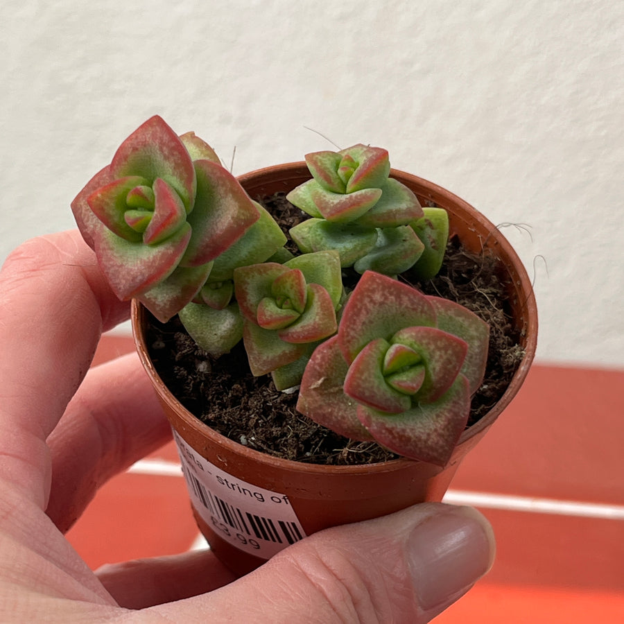 perforata succulent Crassula perforata (String of Buttons) – Trailing Evergreen Succulent