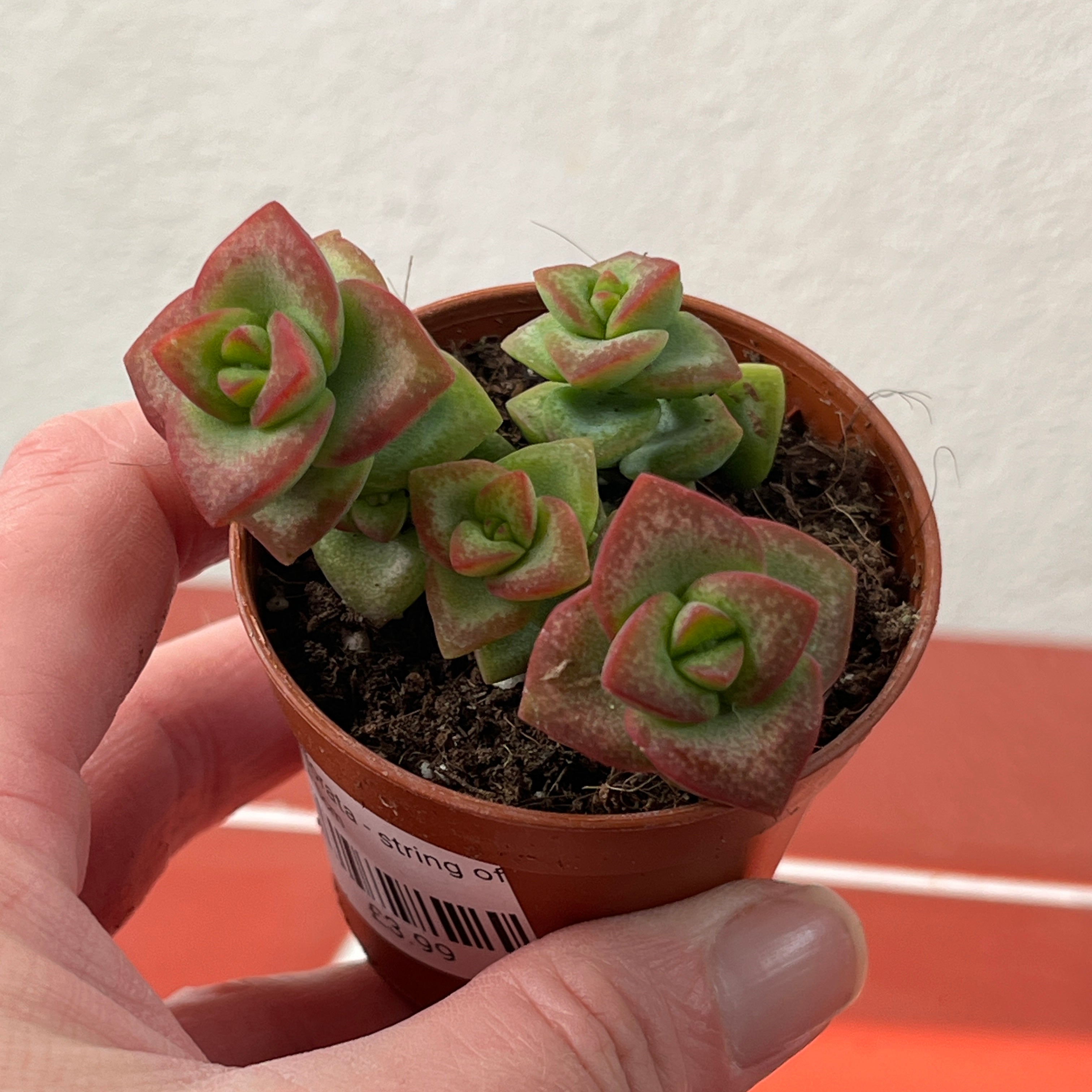 Houseplants