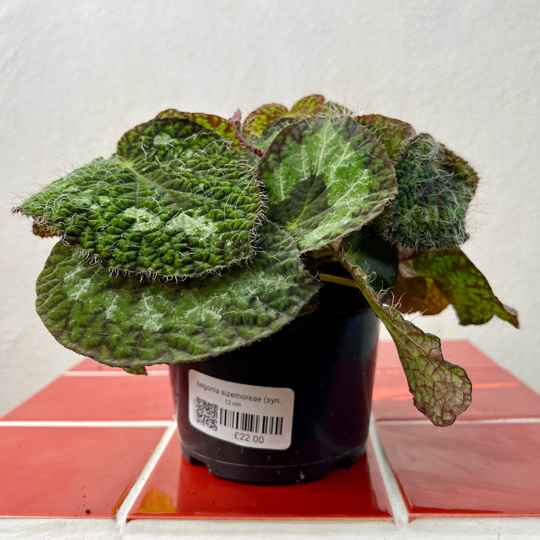 Begonia sizemoreae (syn. longiciliata)