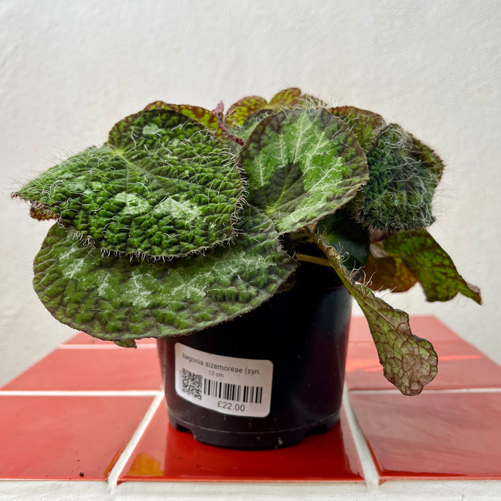 Begonia sizemoreae (syn. longiciliata)