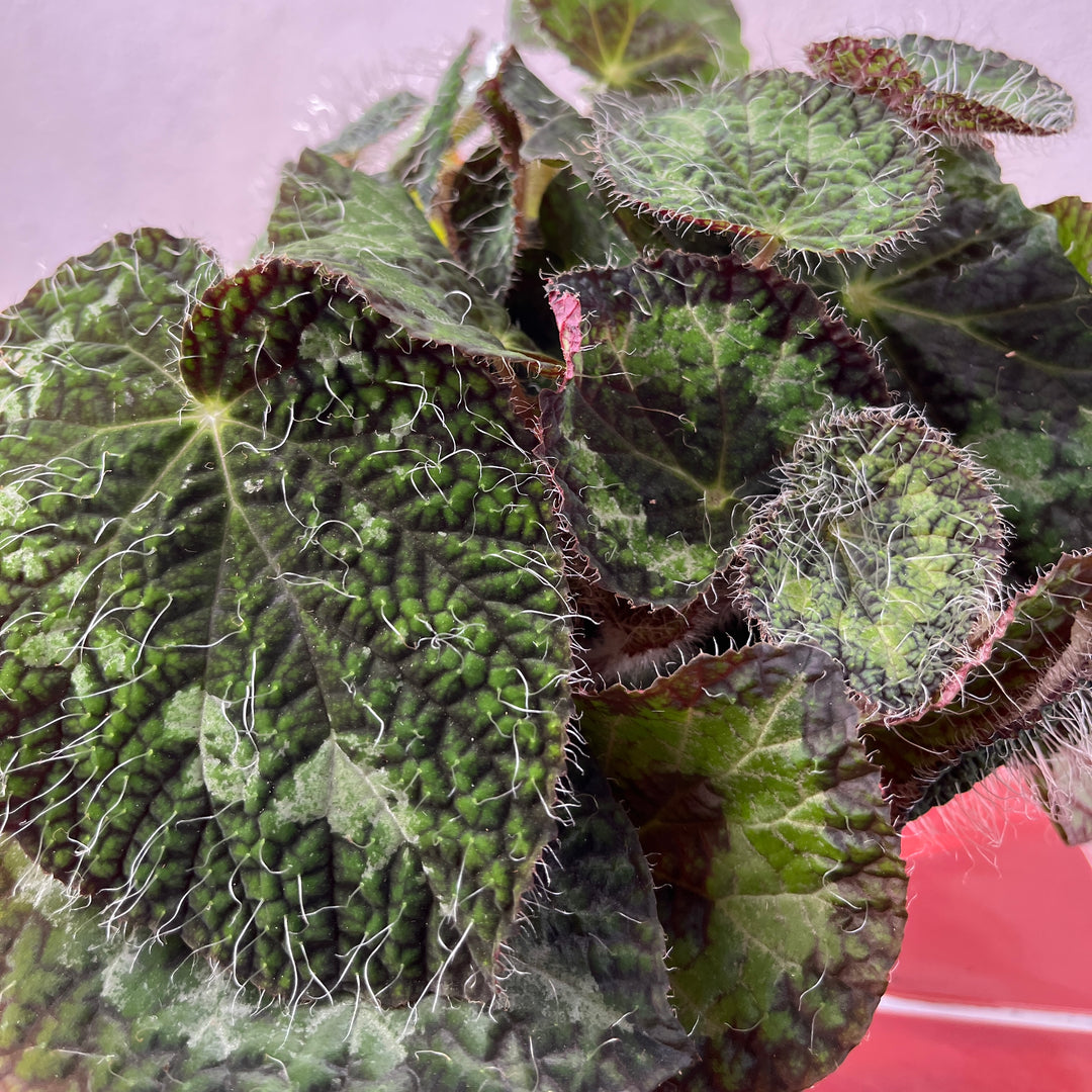 Begonia sizemoreae (syn. longiciliata)