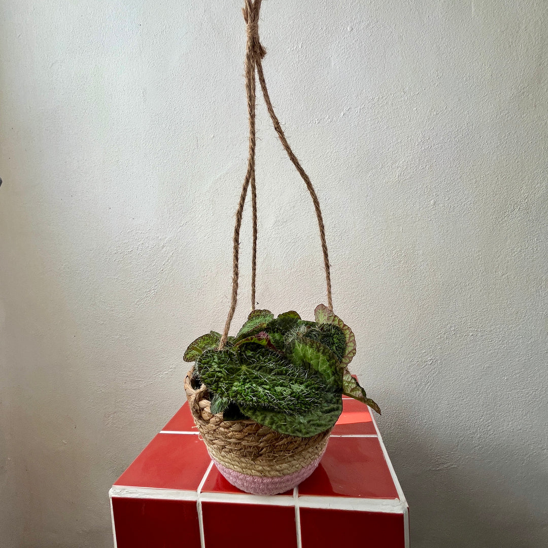 Makka Hanging Basket Purple Stripes