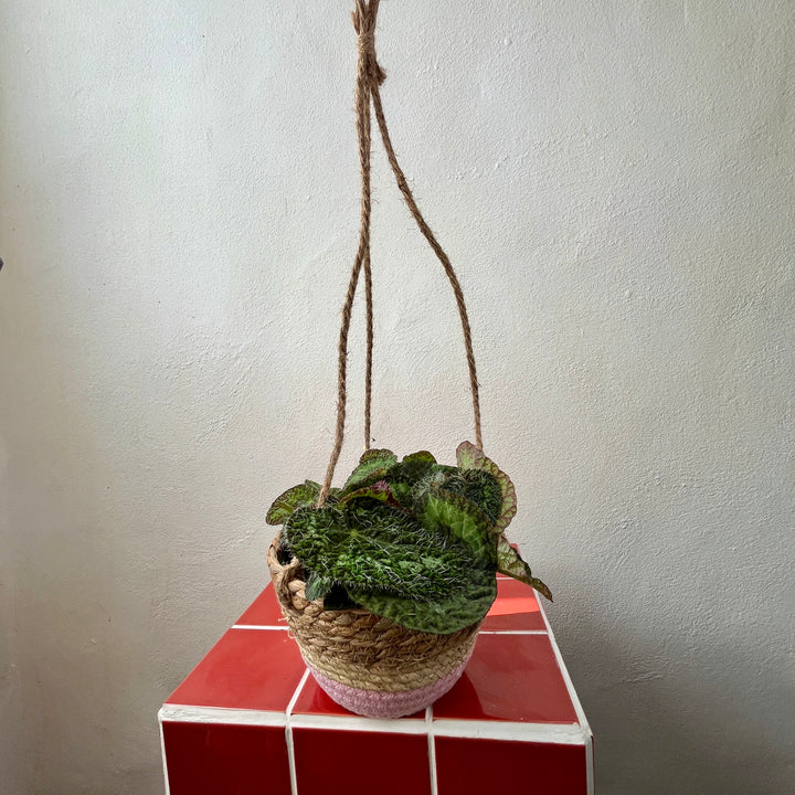 Makka Hanging Basket Purple Stripes