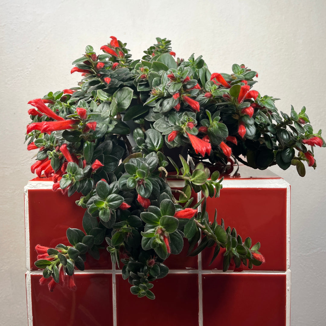 Columnea arguta - Goldfish Plant