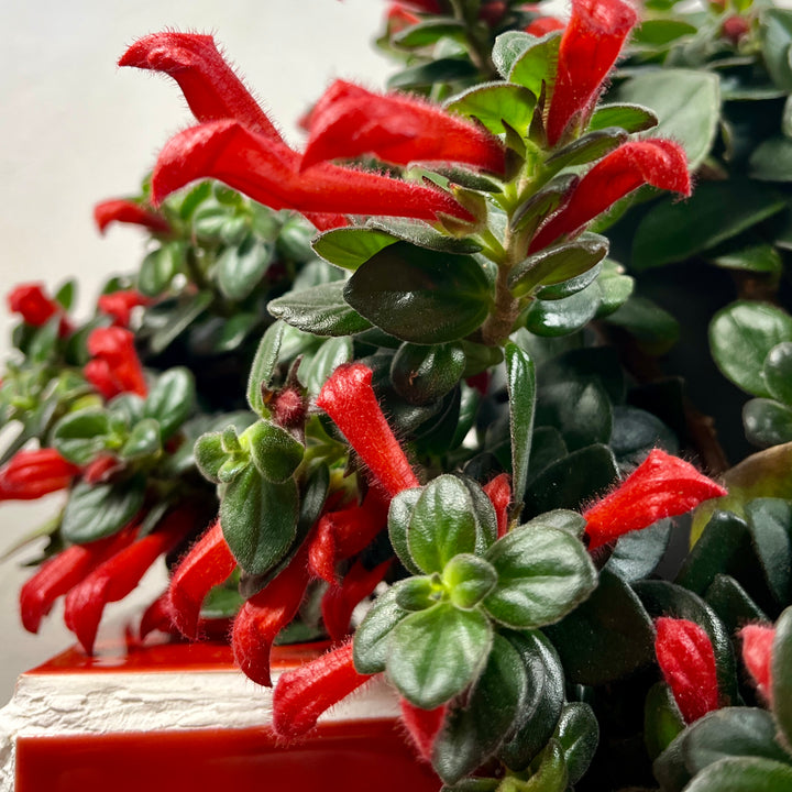 Columnea arguta - Goldfish Plant
