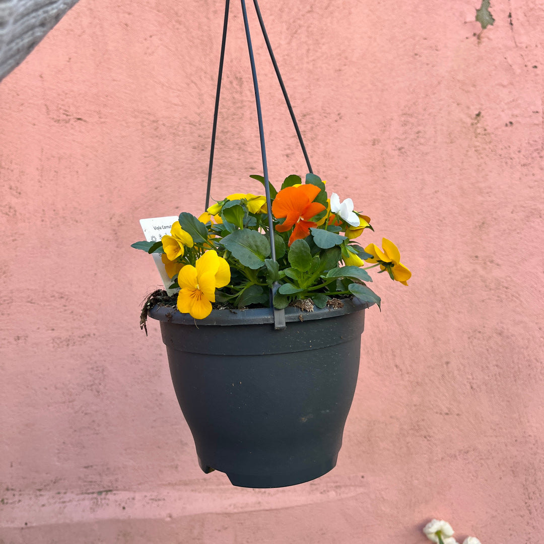 Viola Hanging Basket Mix