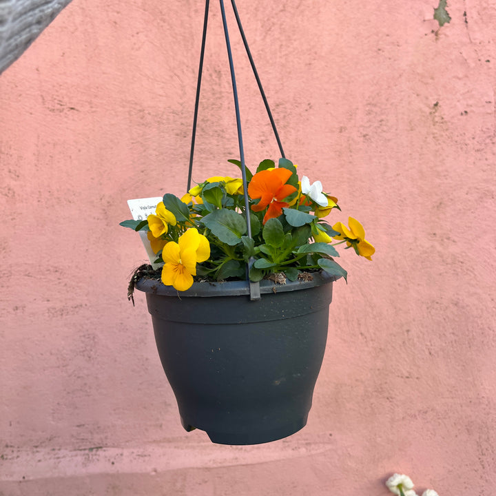 Viola Hanging Basket Mix