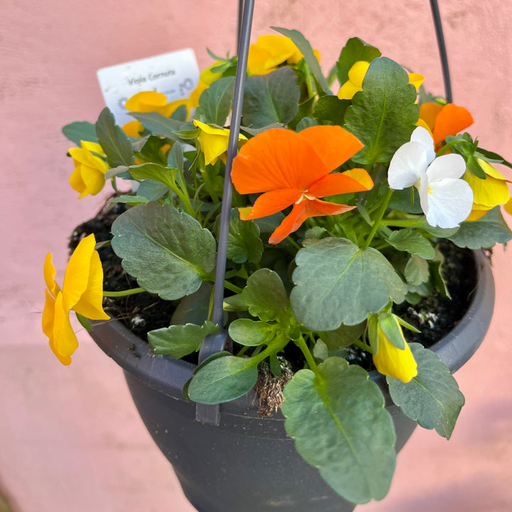 Viola Hanging Basket Mix