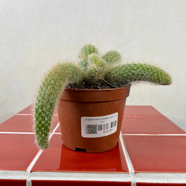Hildewintera Colademonis or Cleistocactus Colademonis  - Monkey tail Cactus