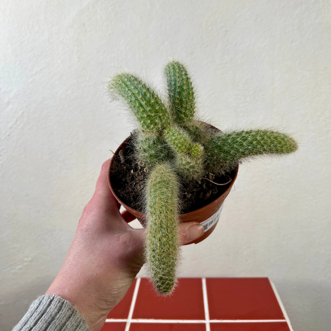Hildewintera Colademonis or Cleistocactus Colademonis  - Monkey tail Cactus