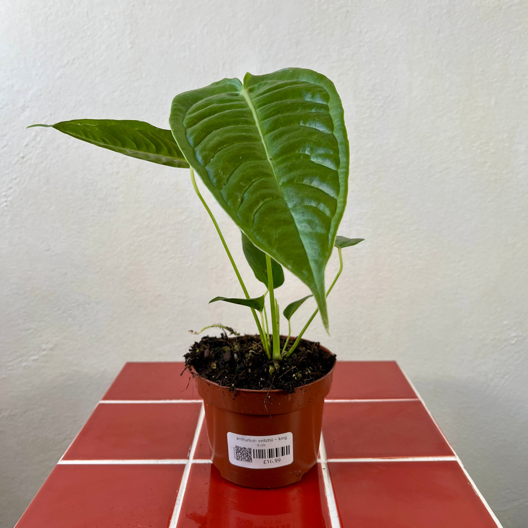 anthurium king veitchii Anthurium veitchii – Rare King Anthurium with Corrugated Leaves – Plant Studio