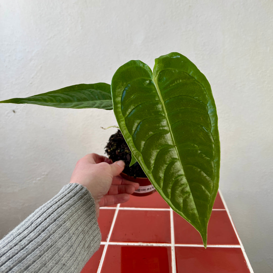 anthurium veitchii uk Anthurium veitchii – Rare King Anthurium with Corrugated Leaves – Plant Studio