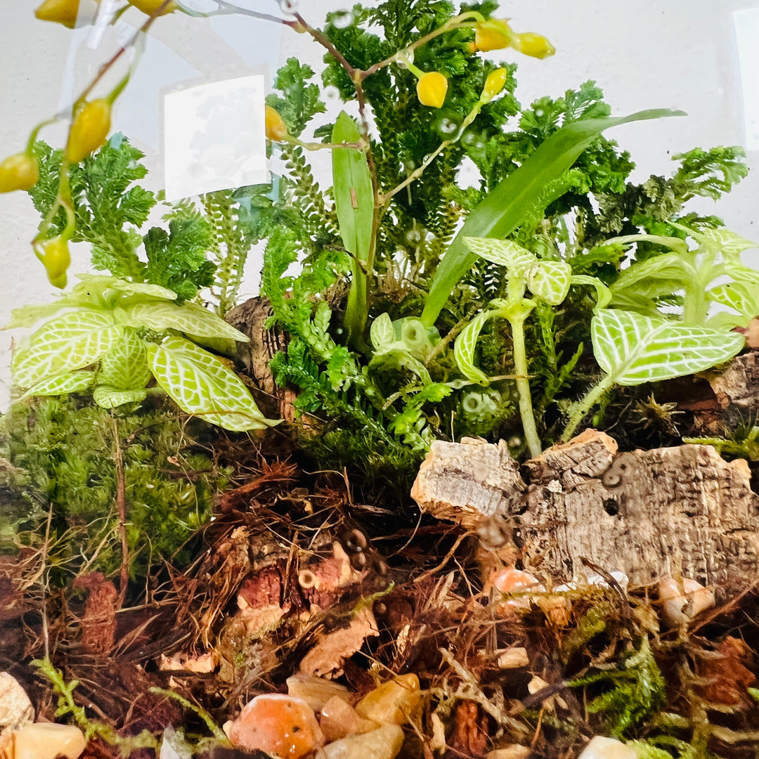 Plant.Studio 'Golden Forest' Terrarium