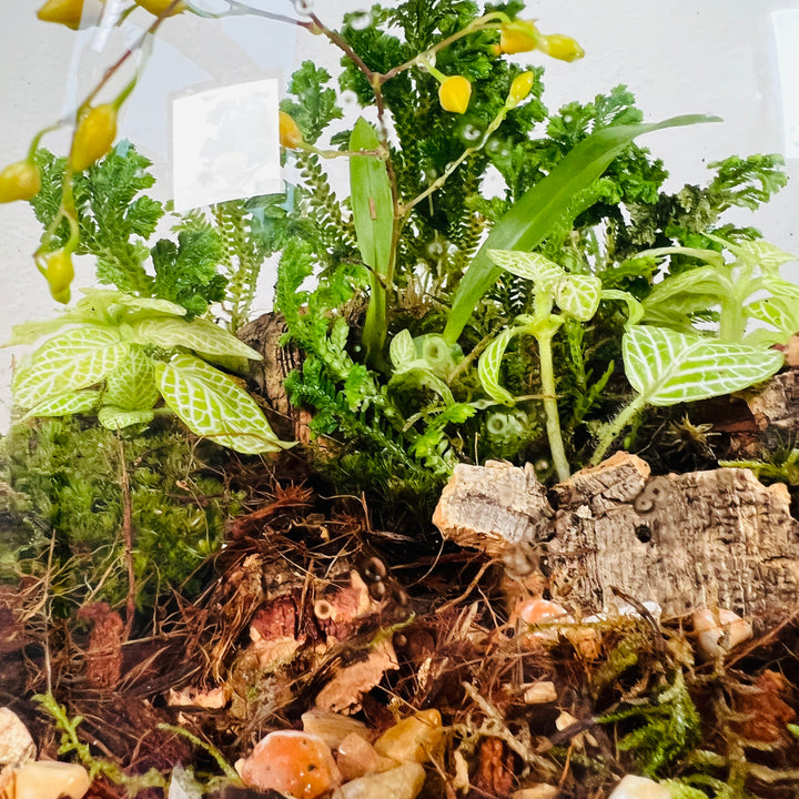 Plant.Studio 'Golden Forest' Terrarium