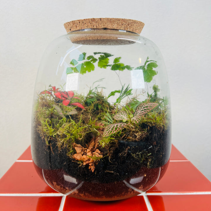 Plant.Studio 'Jungle Path' Terrarium