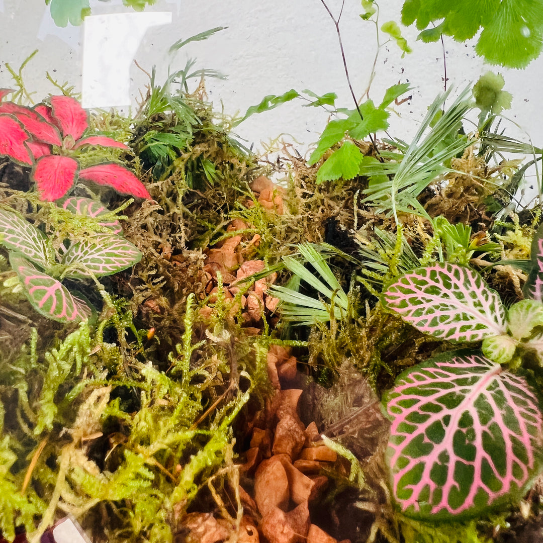Plant.Studio 'Jungle Path' Terrarium