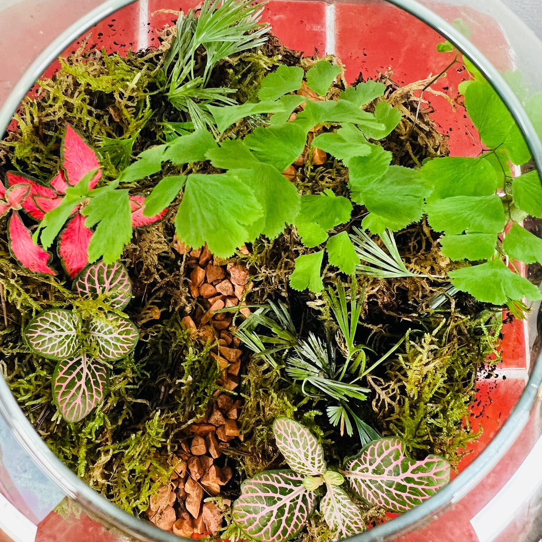 Plant.Studio 'Jungle Path' Terrarium