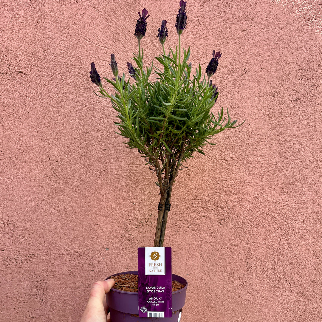Lavandula stoechas ‘Anouk’ (Standard Form)