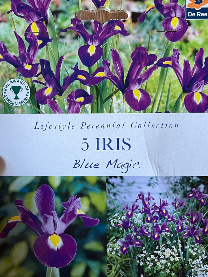Summer Perennial Bulbs