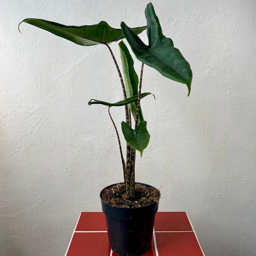 indoor tiger plant Alocasia tigrina – Striking Tiger-Striped Aroid – Plant Studio
