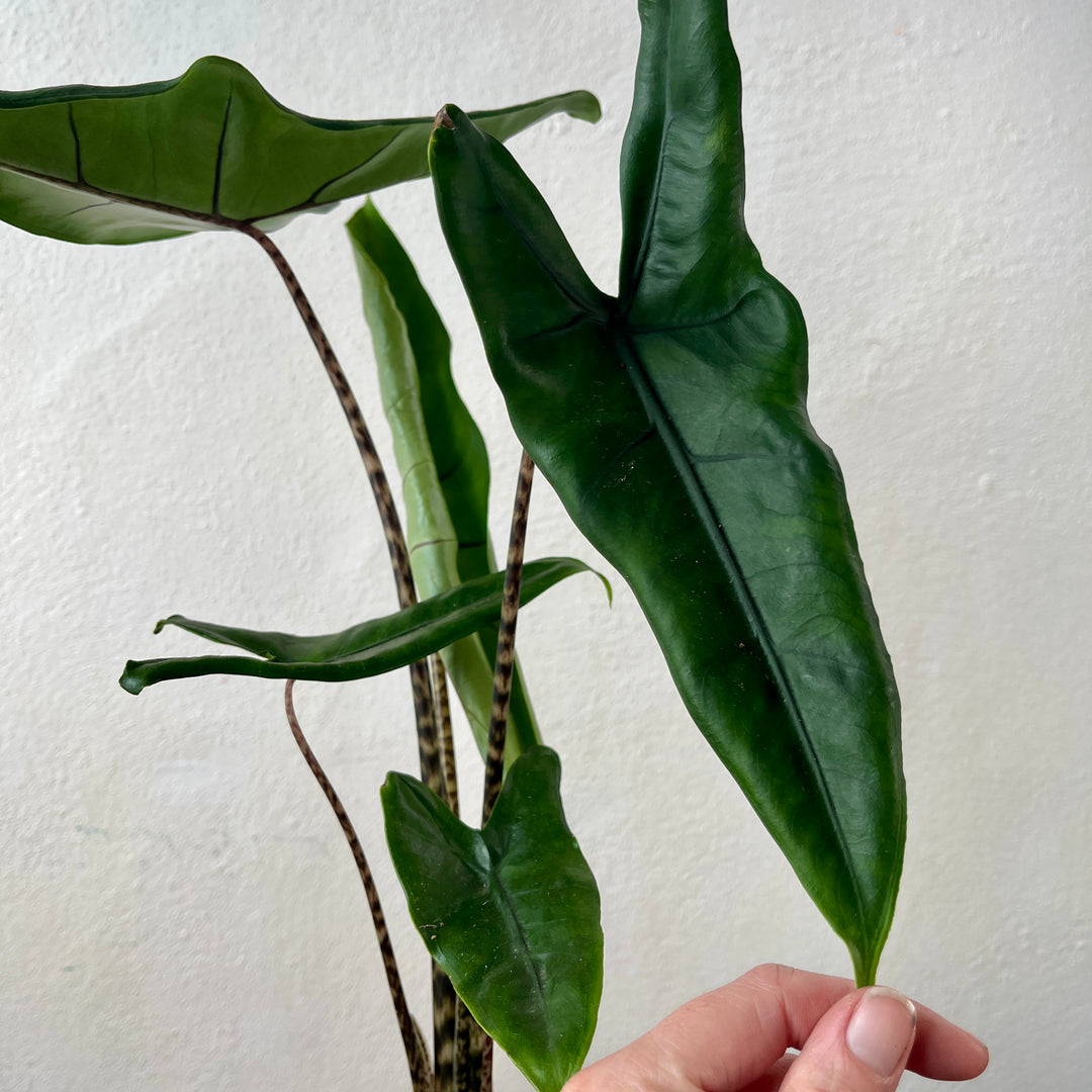 Alocasia tigrina -  Tiger Alocasia - Tigrina Alocasia