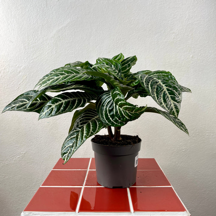 Aphelandra squarrosa 'Botanica'- Zebra Plant