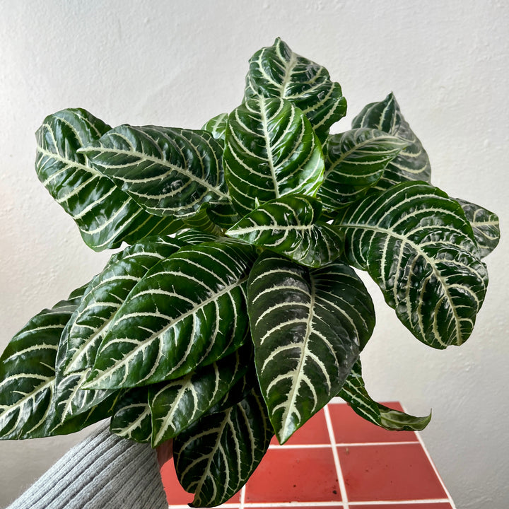 Aphelandra squarrosa 'Botanica'- Zebra Plant