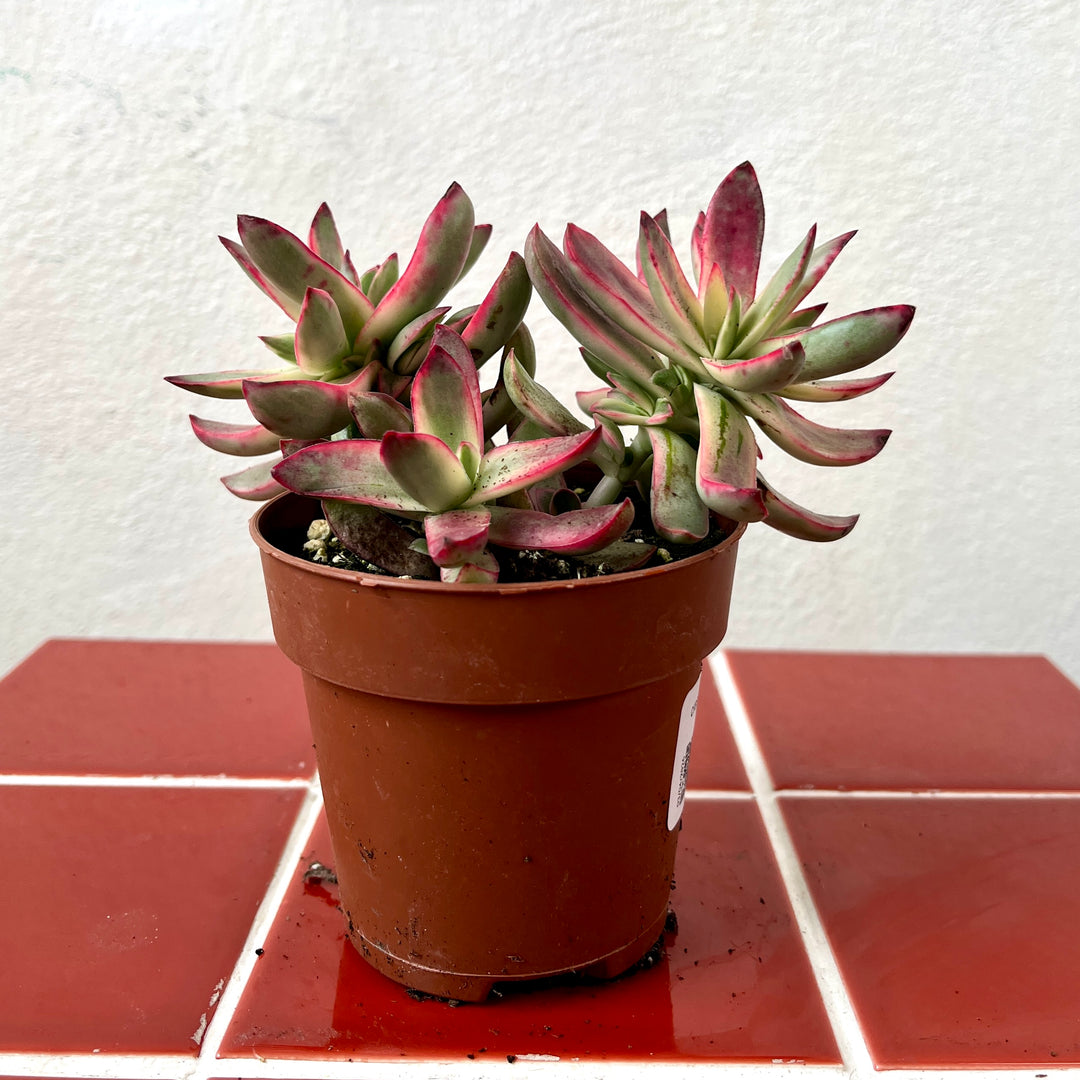 Crassula Rubricaulis Candy Cane
