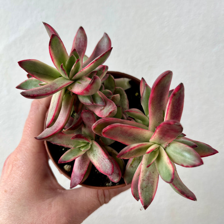 Crassula Rubricaulis Candy Cane