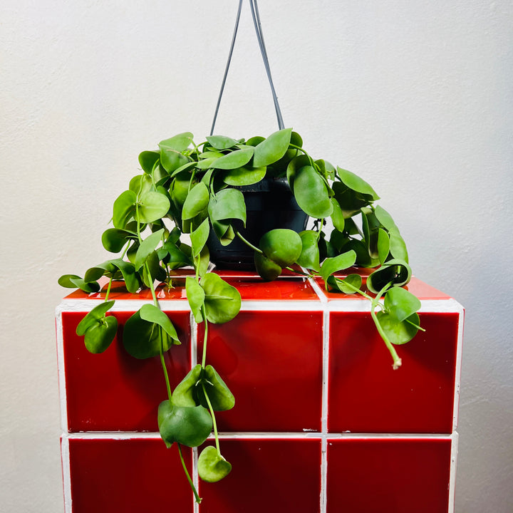 Dischidia imbricata - string of nickels