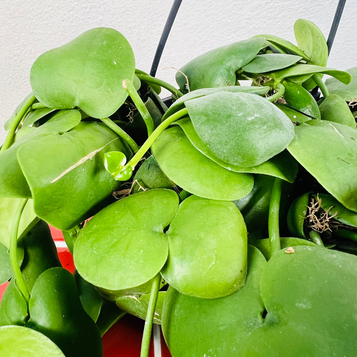 Dischidia imbricata - string of nickels