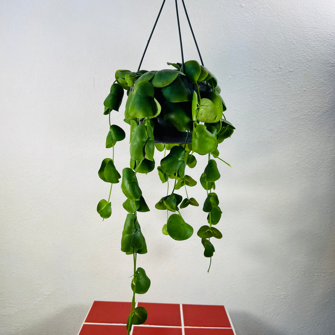 Dischidia imbricata - string of nickels