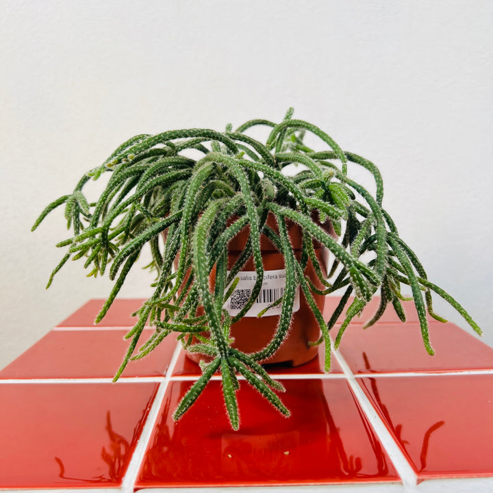 Rhipsalis baccifera subsp. horrida – Mistletoe Cactus