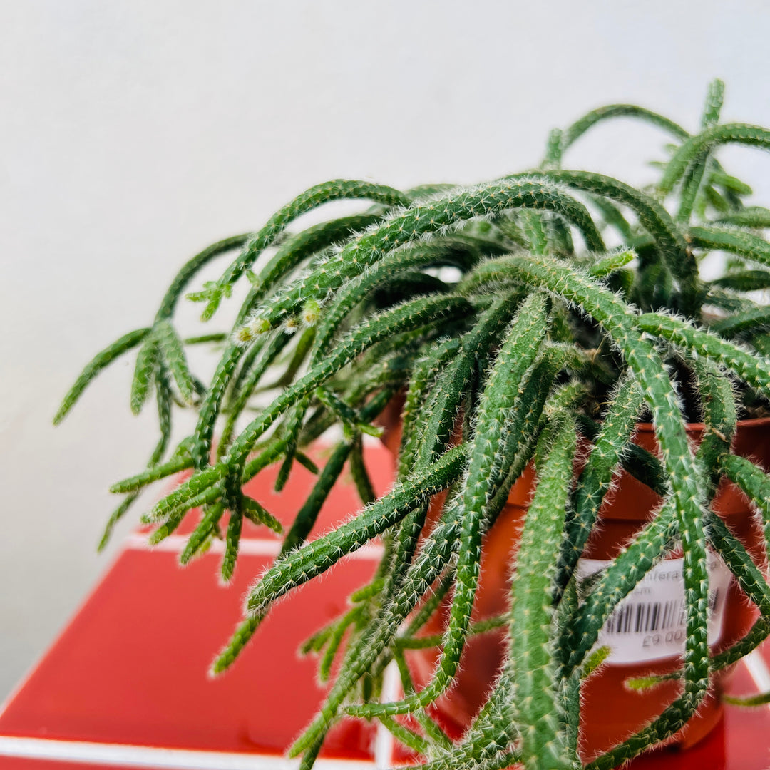 Rhipsalis baccifera subsp. horrida – Mistletoe Cactus