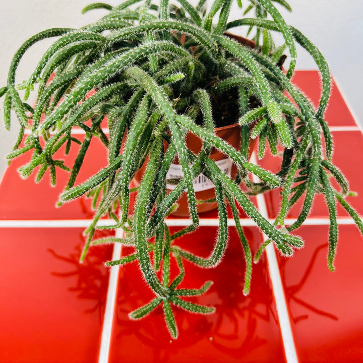 Rhipsalis baccifera subsp. horrida – Mistletoe Cactus