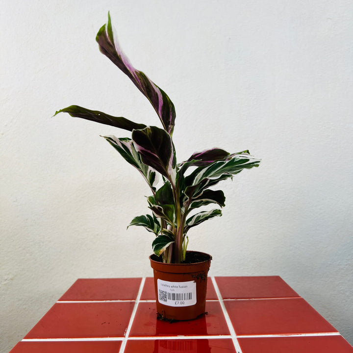 Calathea white fusion