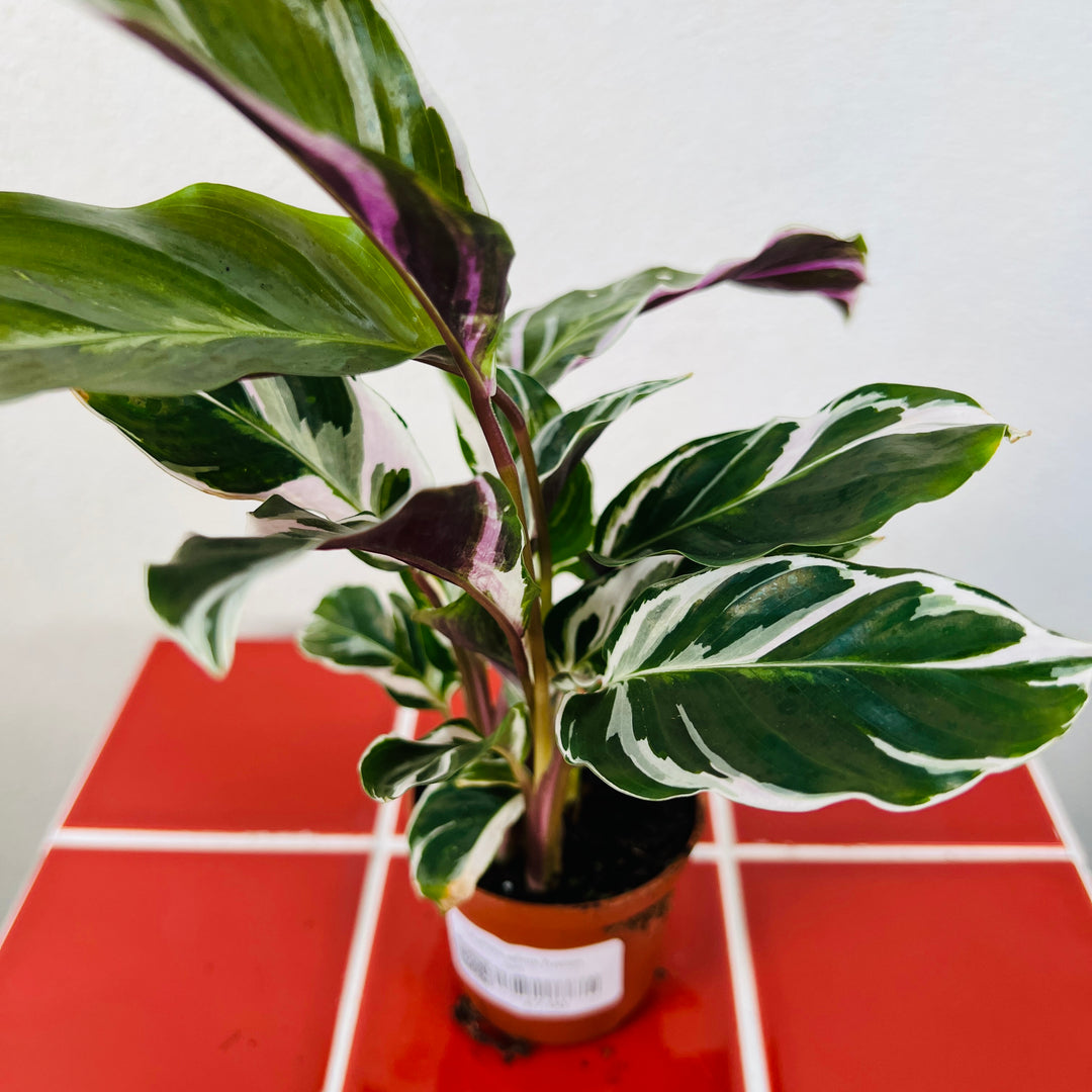 Calathea white fusion