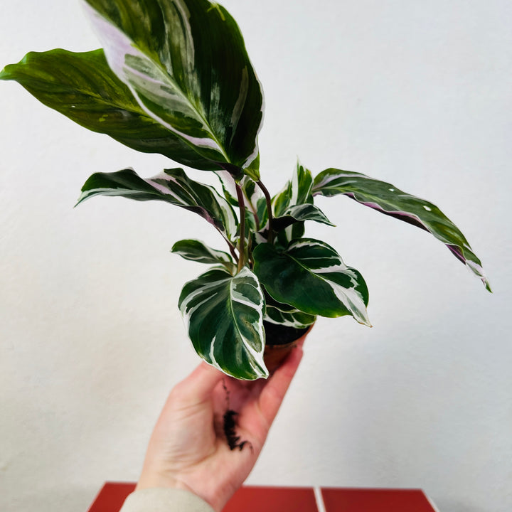 Calathea white fusion