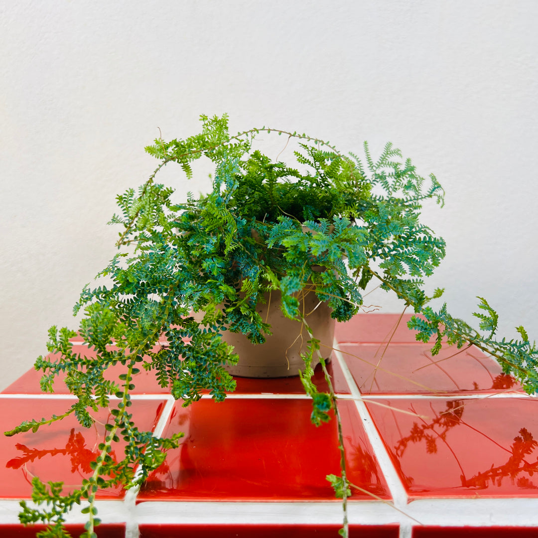 Selaginella uncinata - Blue Spikemoss - Peacock Fern