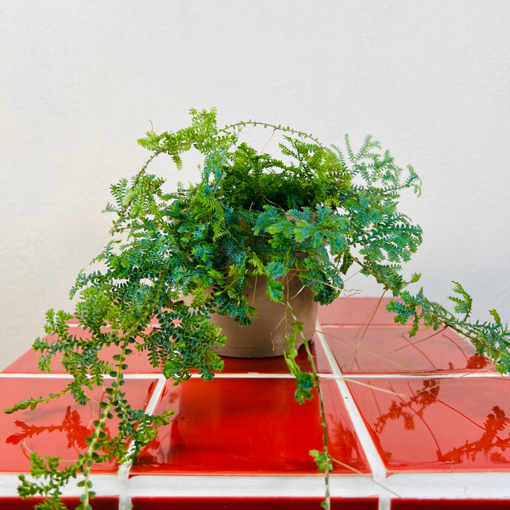 Selaginella uncinata - Blue Spikemoss - Peacock Fern