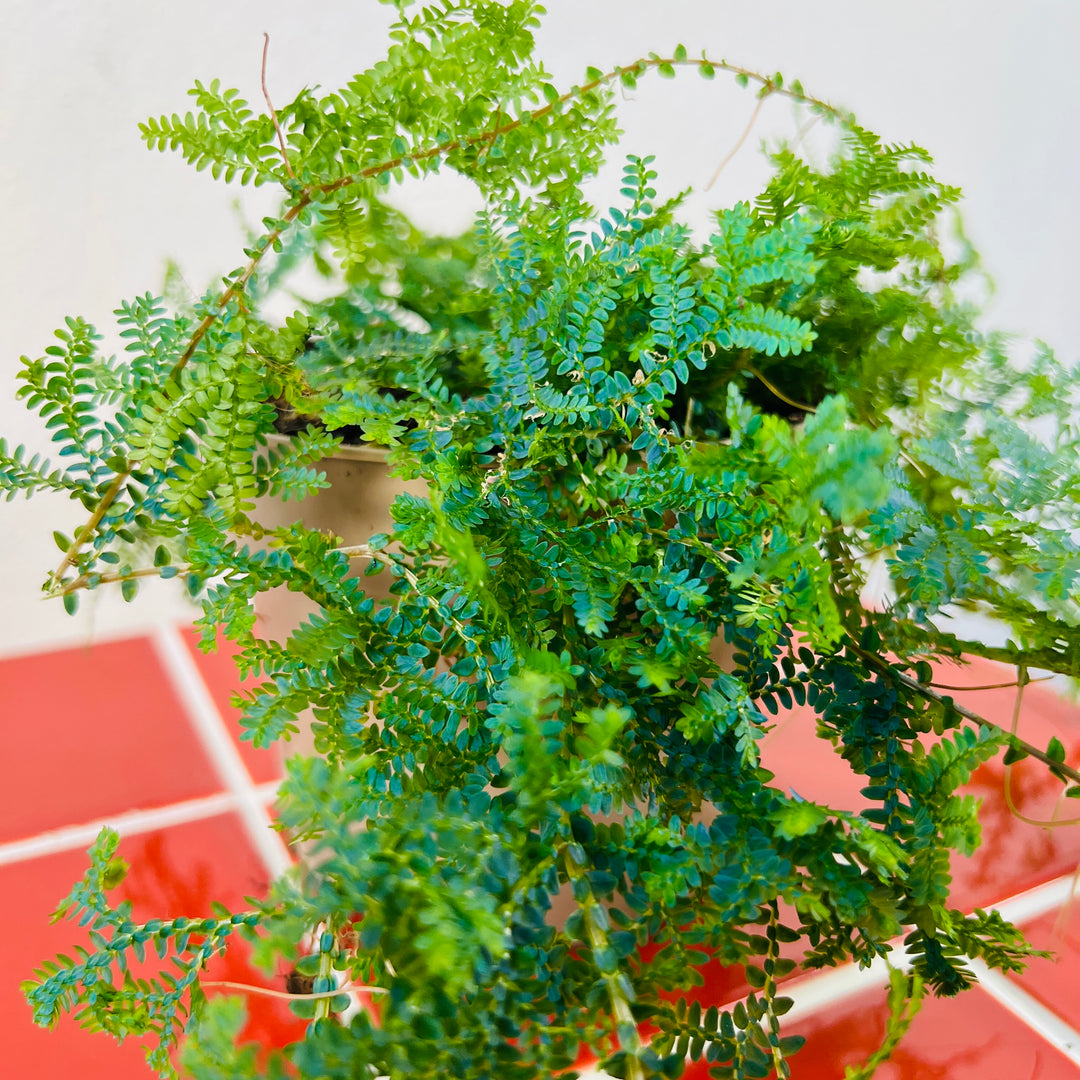 Selaginella uncinata - Blue Spikemoss - Peacock Fern