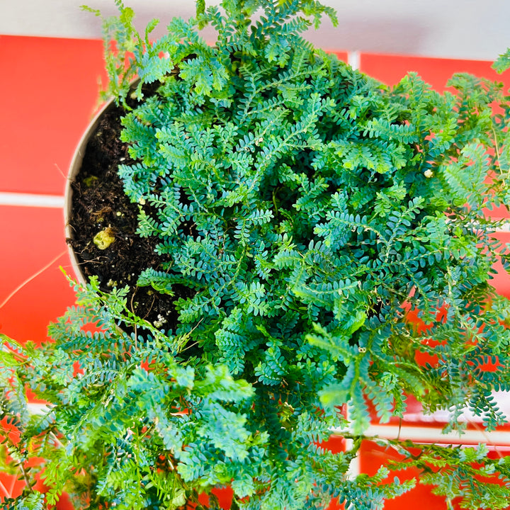 Selaginella uncinata - Blue Spikemoss - Peacock Fern