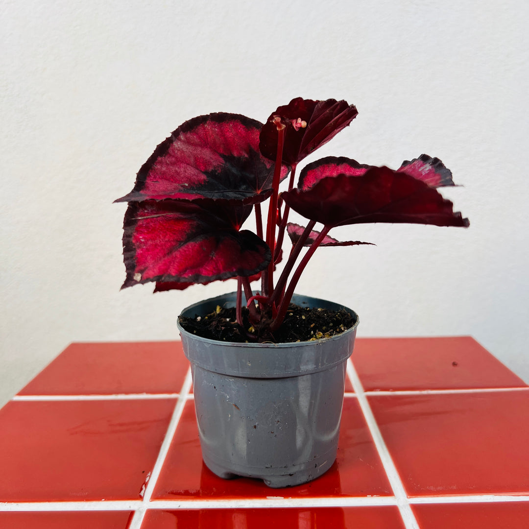 Begonia rex ‘Red Kiss’