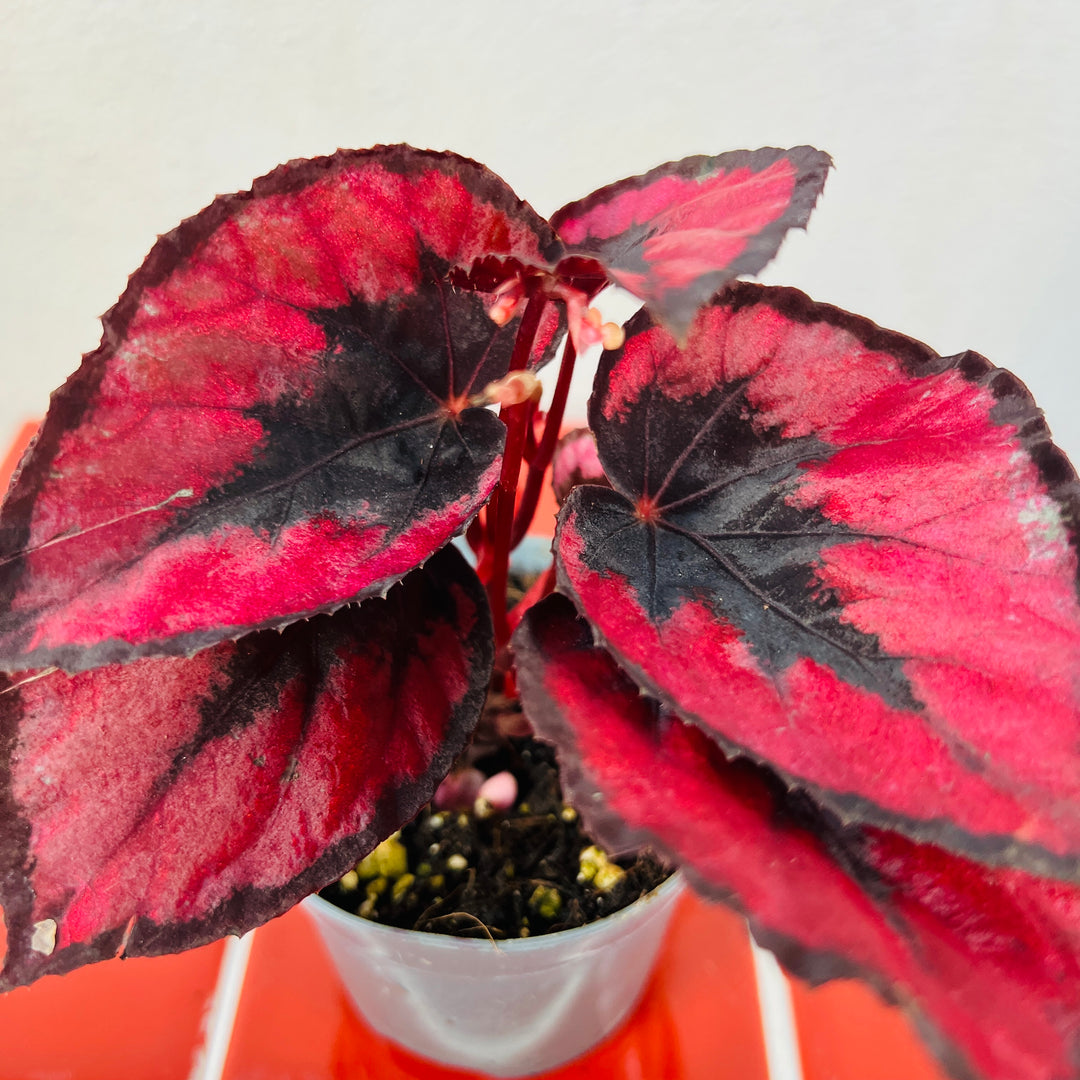 Begonia rex ‘Red Kiss’