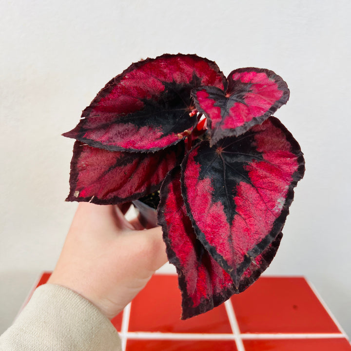 Begonia rex ‘Red Kiss’