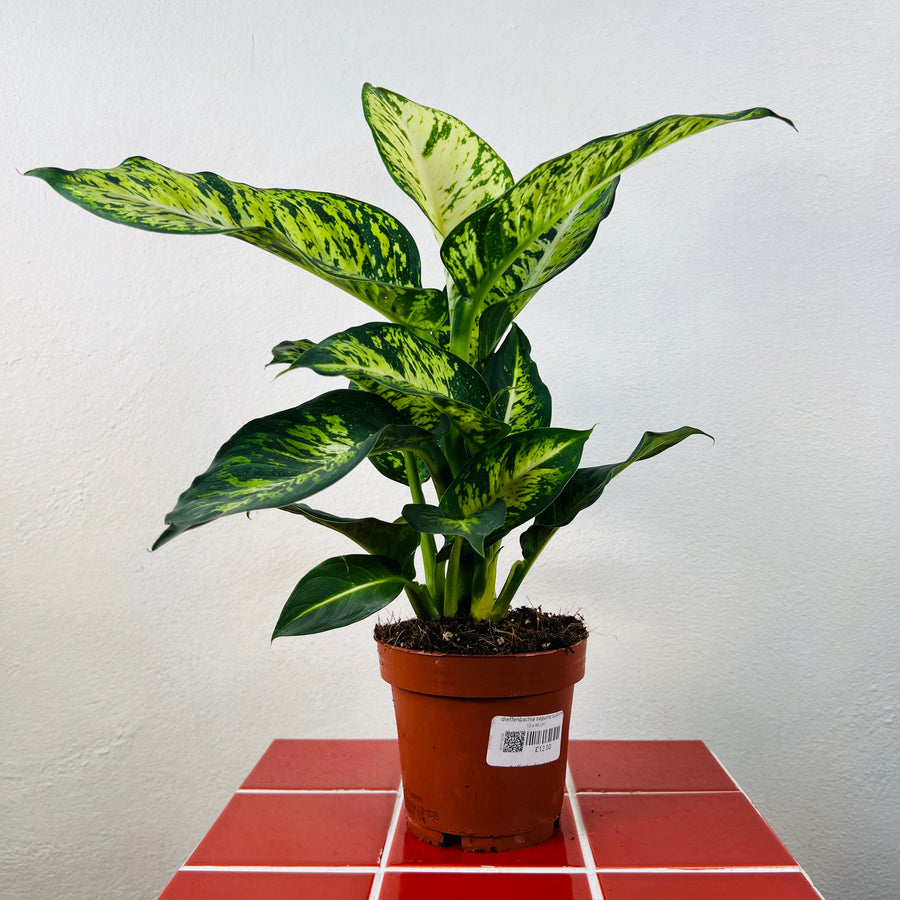 dieffenbachia sublime Dieffenbachia 'Sublime' – Online UK