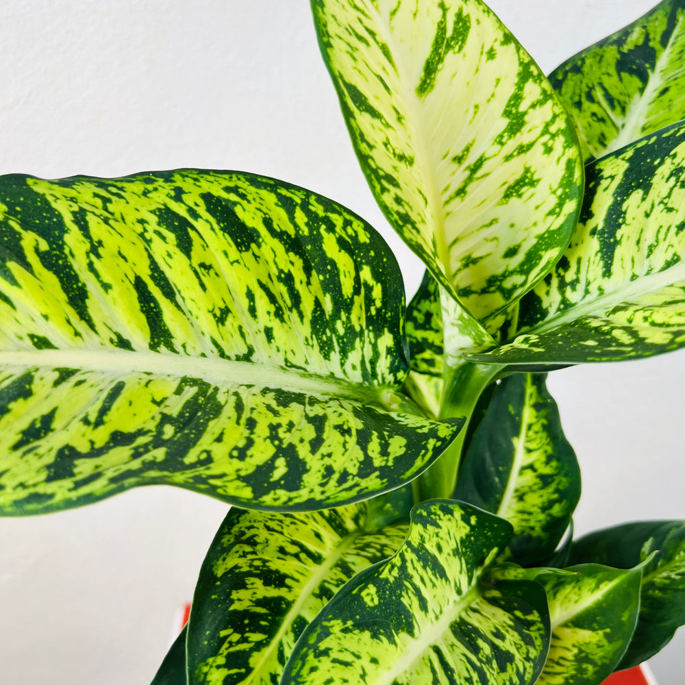 dieffenbachia sublime care Dieffenbachia 'Sublime' – Online UK