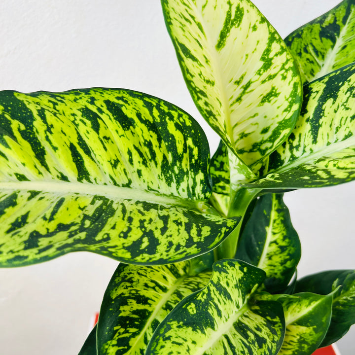 Dieffenbachia seguine Sublime
