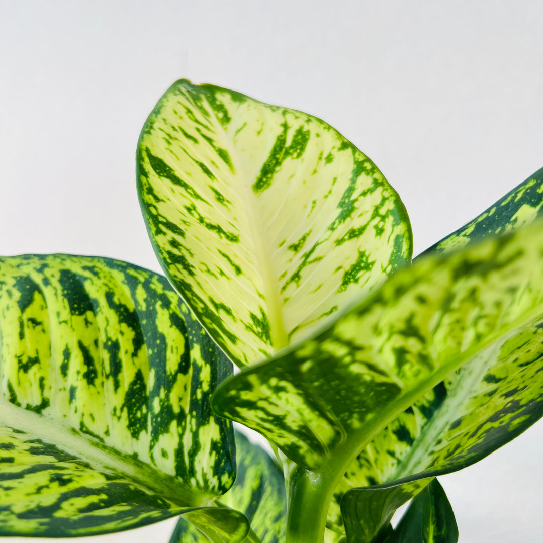 dieffenbachia sublime Dieffenbachia 'Sublime' – Online UK